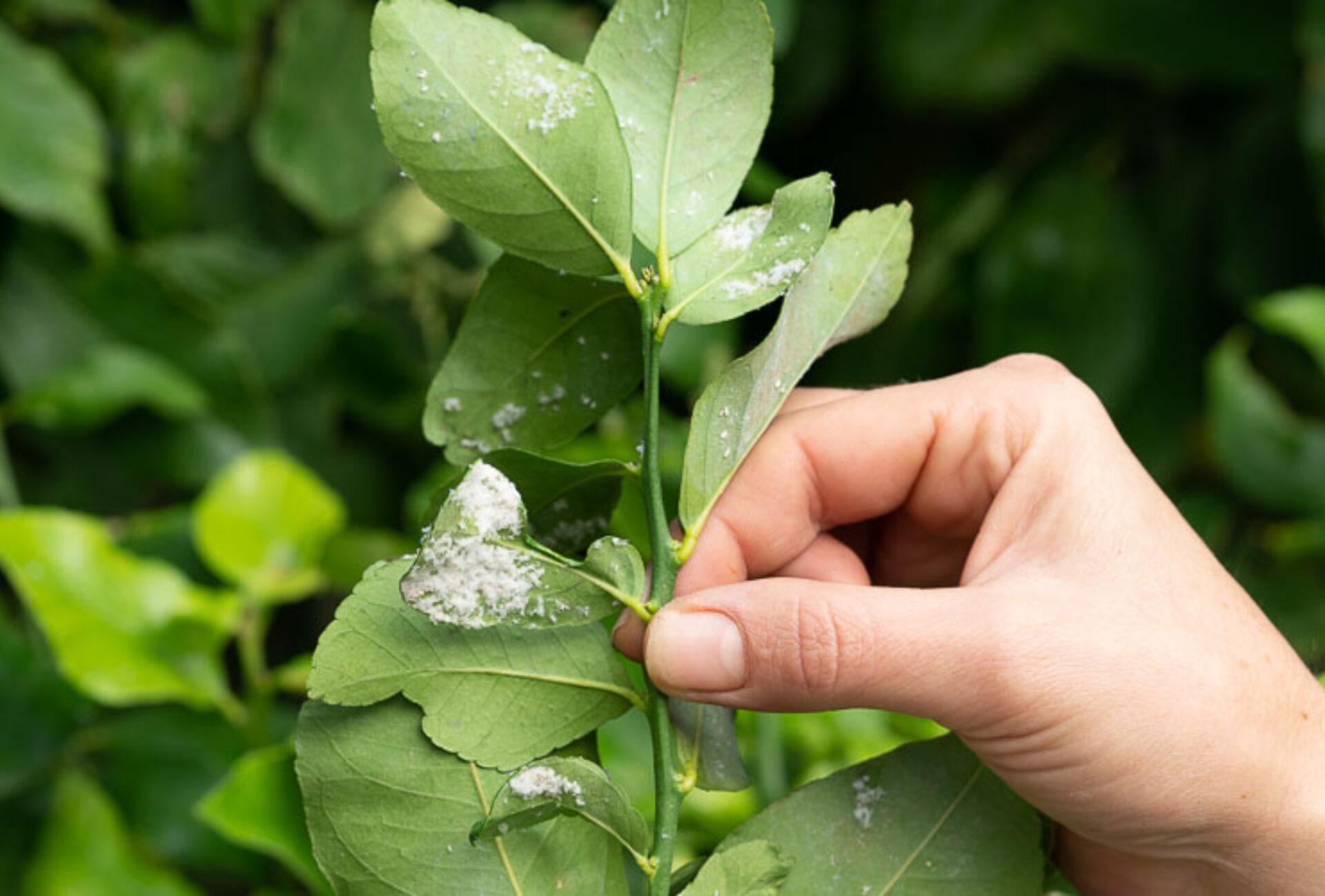 Λευκή μύγα την Άνοιξη στα φυτά στις γλάστρες και στον κήπο: Πως να απαλλαγείτε οριστικά