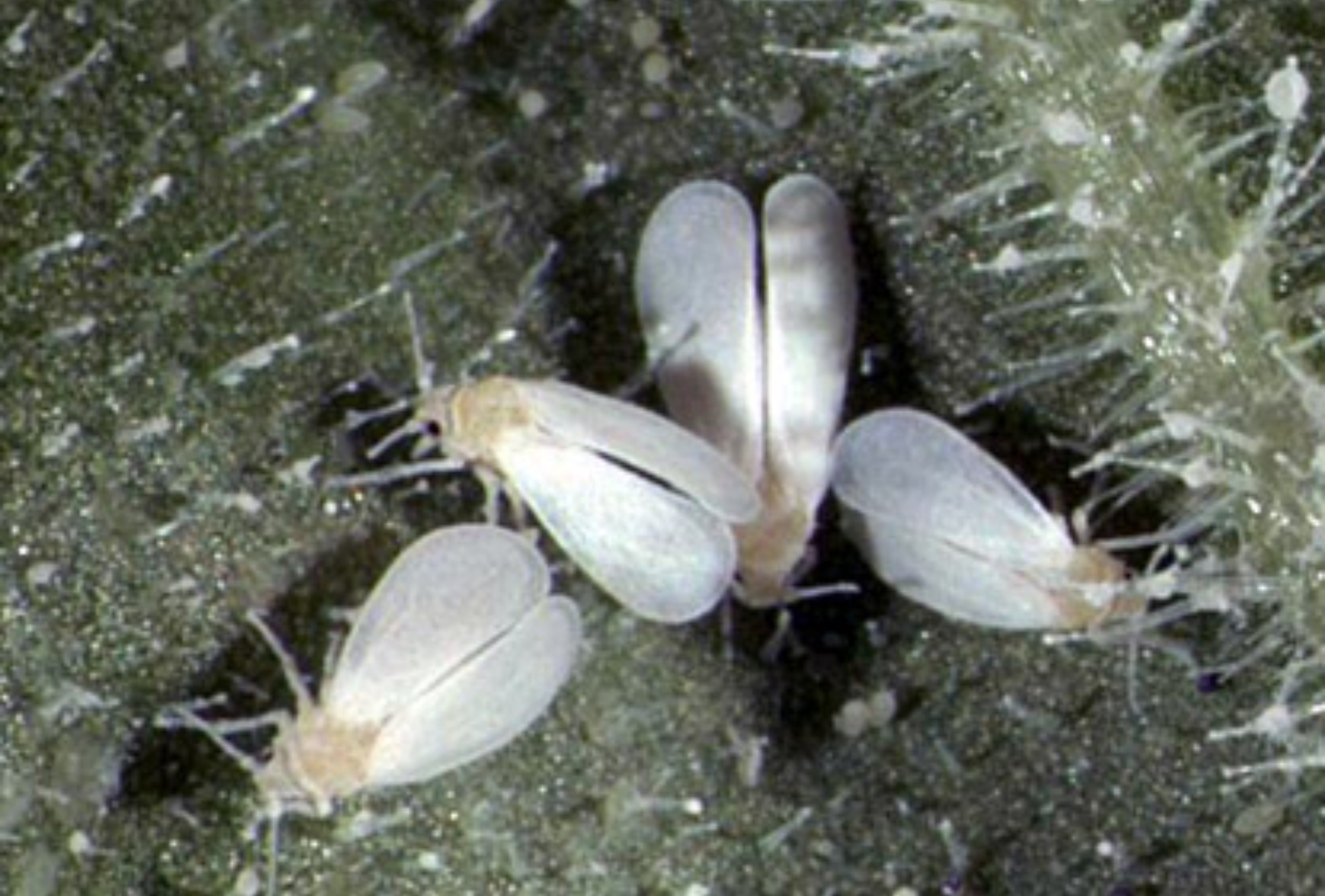 Λευκή μύγα την Άνοιξη στα φυτά στις γλάστρες και στον κήπο: Πως να απαλλαγείτε οριστικά