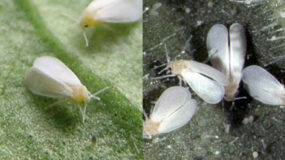 Λευκή μύγα την Άνοιξη στα φυτά στις γλάστρες και στον κήπο: Πως να απαλλαγείτε οριστικά