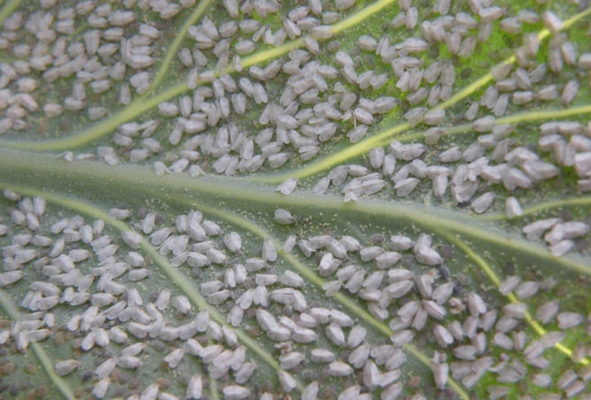 Λευκή μύγα την Άνοιξη στα φυτά στις γλάστρες και στον κήπο: Πως να απαλλαγείτε οριστικά