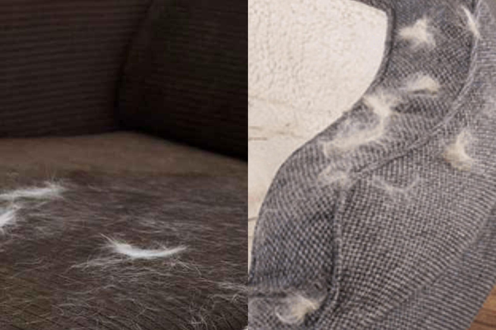 Τρίχες από κατοικίδια που δεν ξεκολλούν από τον καναπέ το τραπεζάκι και τα έπιπλα του σαλονιού: Πως να απαλλαγείτε