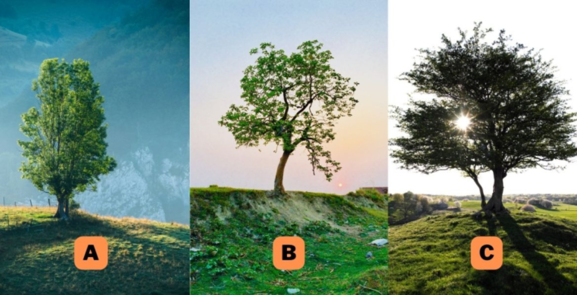 Το ψυχολογικό τεστ του Δέντρου που θα σου αποκαλύψει αν το παρελθόν σου επαναλαμβάνετε