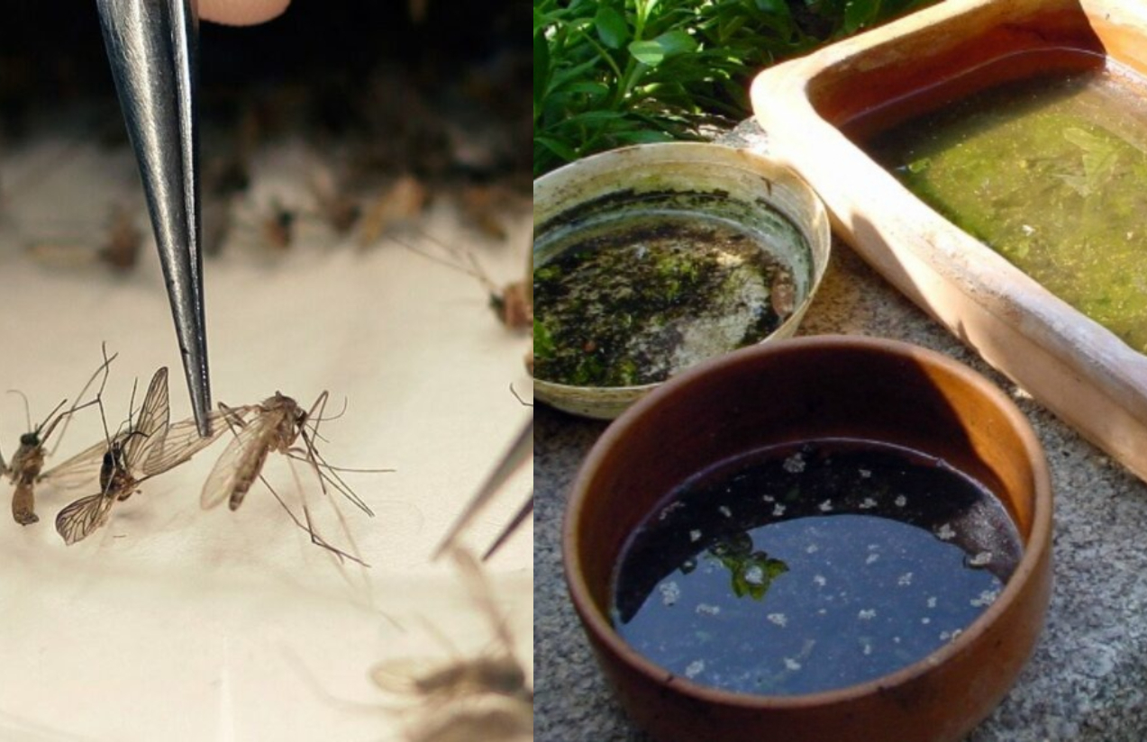 Φωλιά κουνουπιών στο σπίτι την Άνοιξη: Που να την βρείτε πως να την αναγνωρίσετε και πως να απαλλαγείτε οριστικά