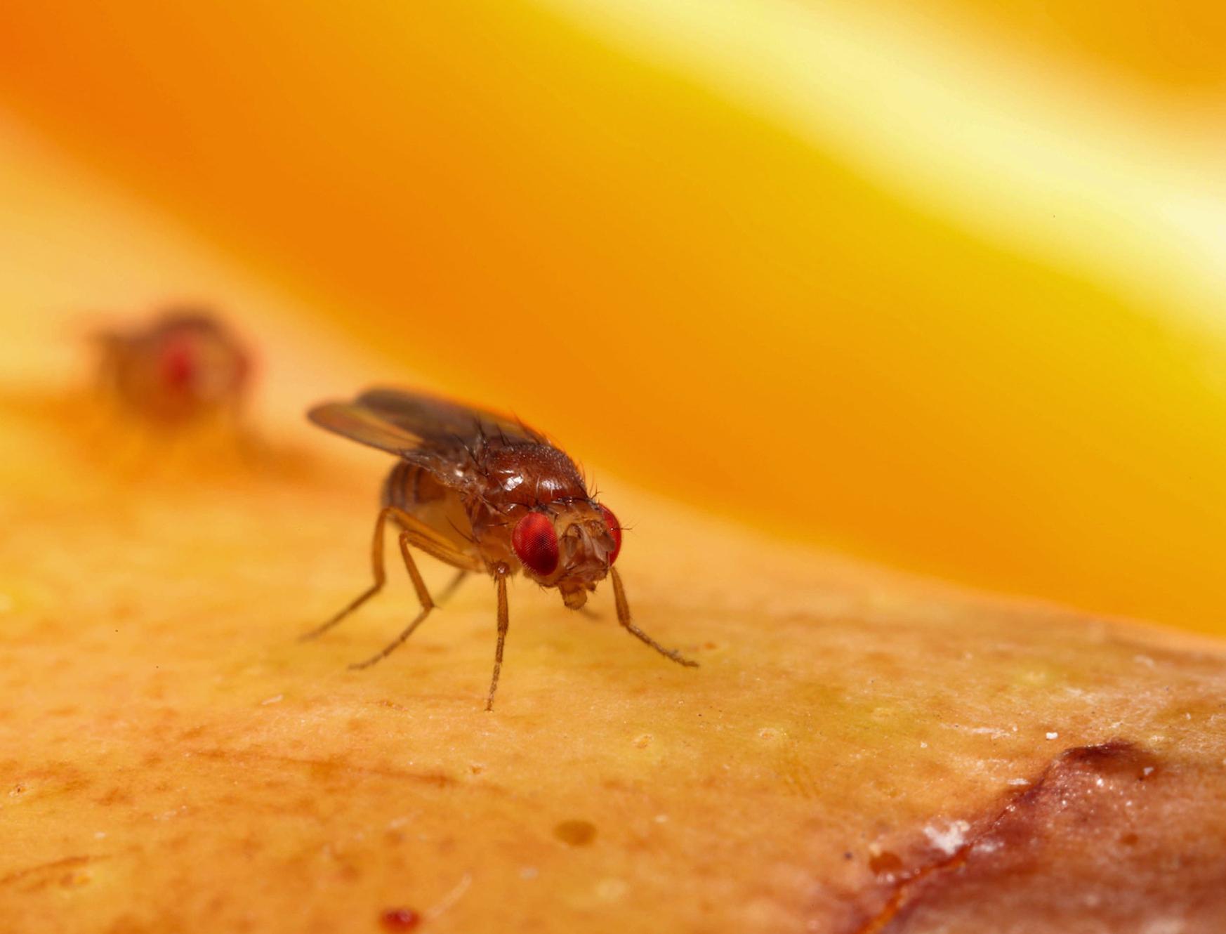 Γέμισε το σπίτι μικρά μαύρα μυγάκια – Τί είναι και πως θα τα διώξουμε