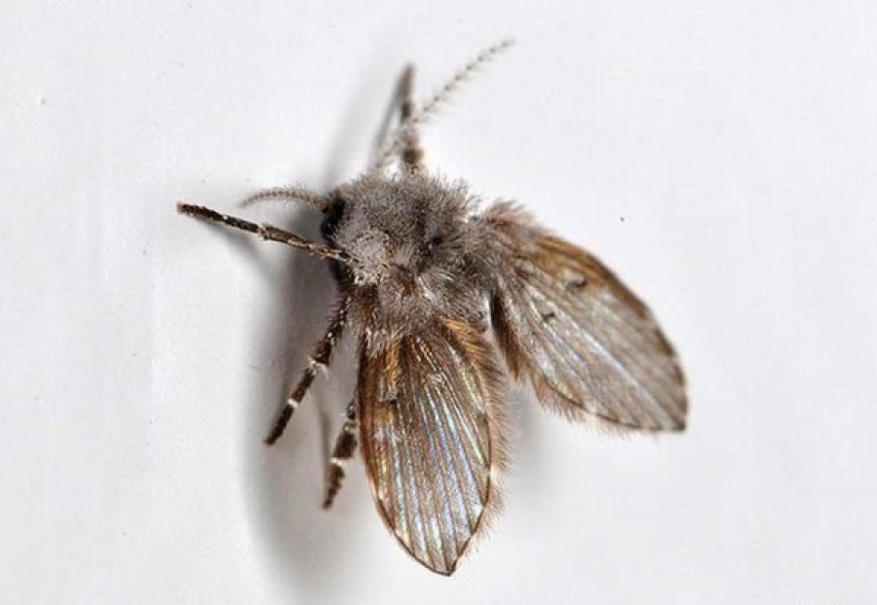 Μυγάκια φρεατίων στο σπίτι την Άνοιξη: Τι είναι και πως να απαλλαγείτε