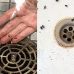 Μυγάκια φρεατίων στο σπίτι την Άνοιξη: Τι είναι και πως να απαλλαγείτε