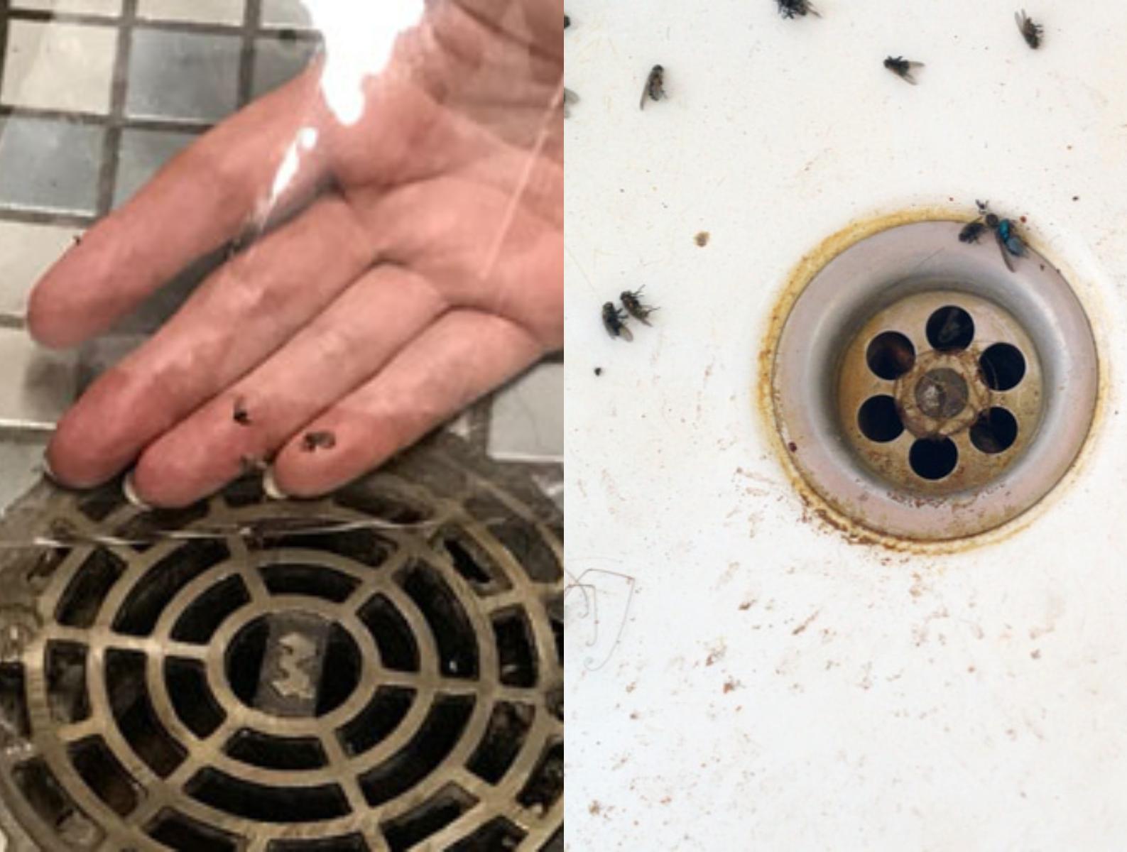 Μυγάκια φρεατίων στο σπίτι την Άνοιξη: Τι είναι και πως να απαλλαγείτε