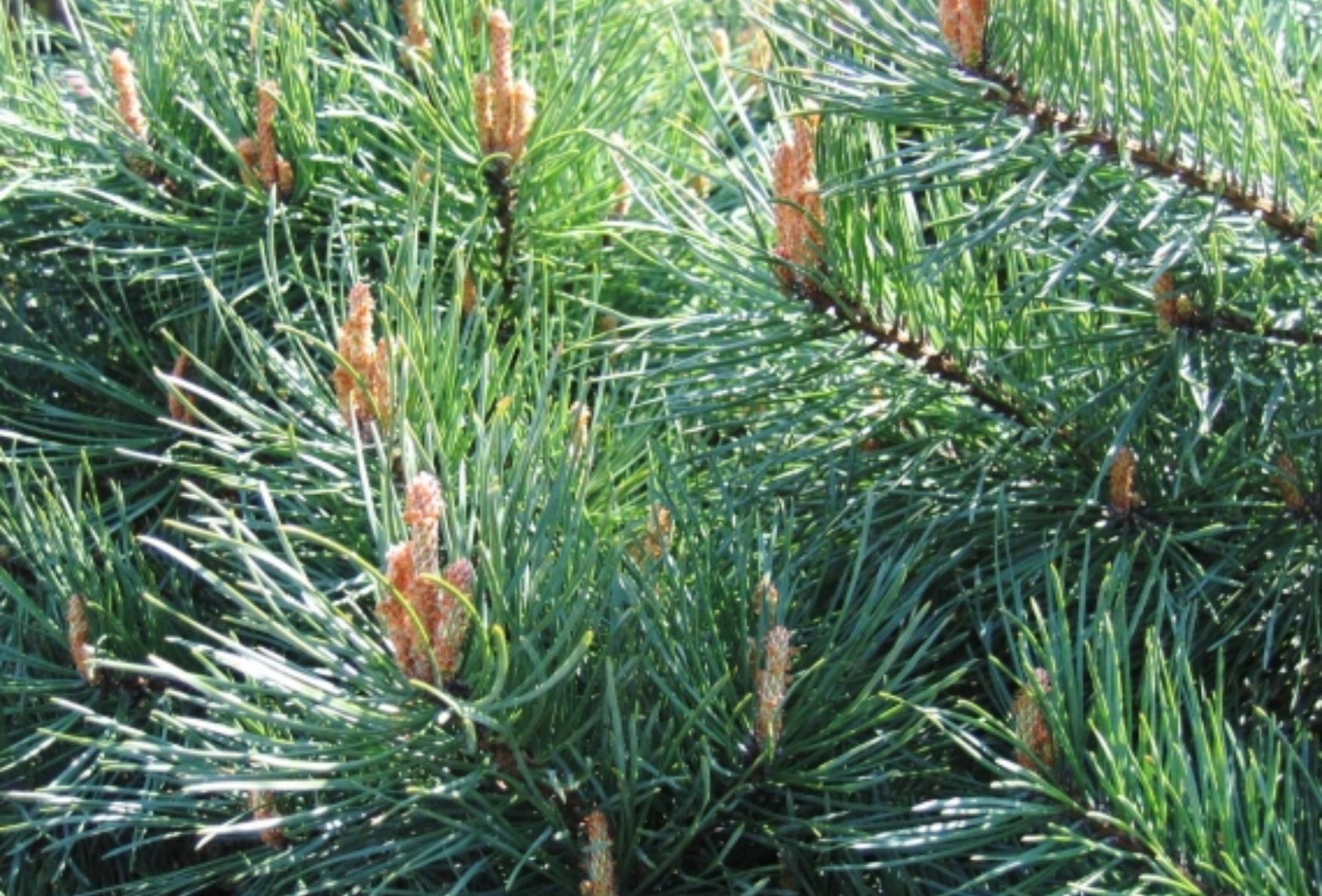 Αλλεργία στη γύρη των πεύκων: Ποια τα συμπτώματα και ποια τα μέτρα προφύλαξης