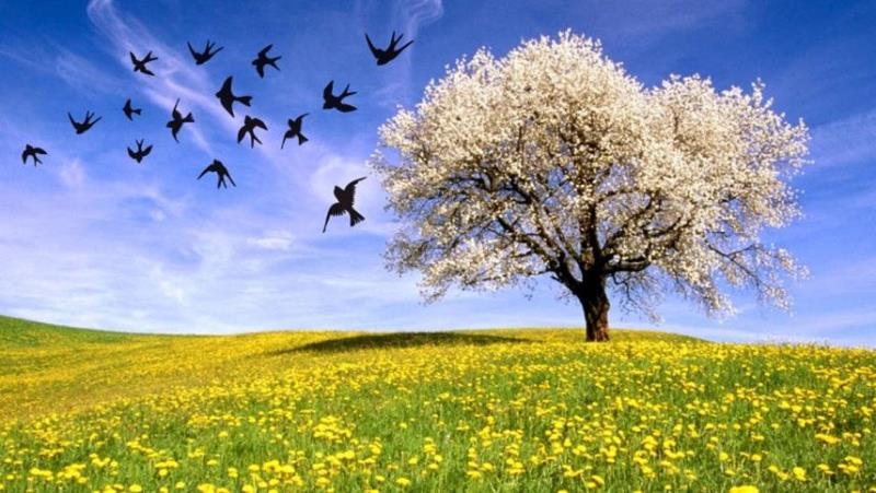 Πολύ νωρίς φέτος η Άνοιξή : Οι επιπτώσεις του σύντομου χειμώνα