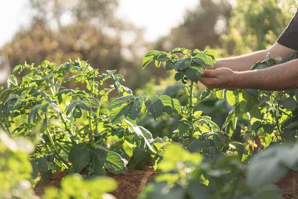Πολύ νωρίς φέτος η Άνοιξή : Οι επιπτώσεις του σύντομου χειμώνα