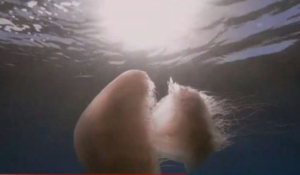 Μέδουσες-γίγαντες από την Ερυθρά Θάλασσα σε παραλίες της Ρόδου: Τι λέει ειδικός
