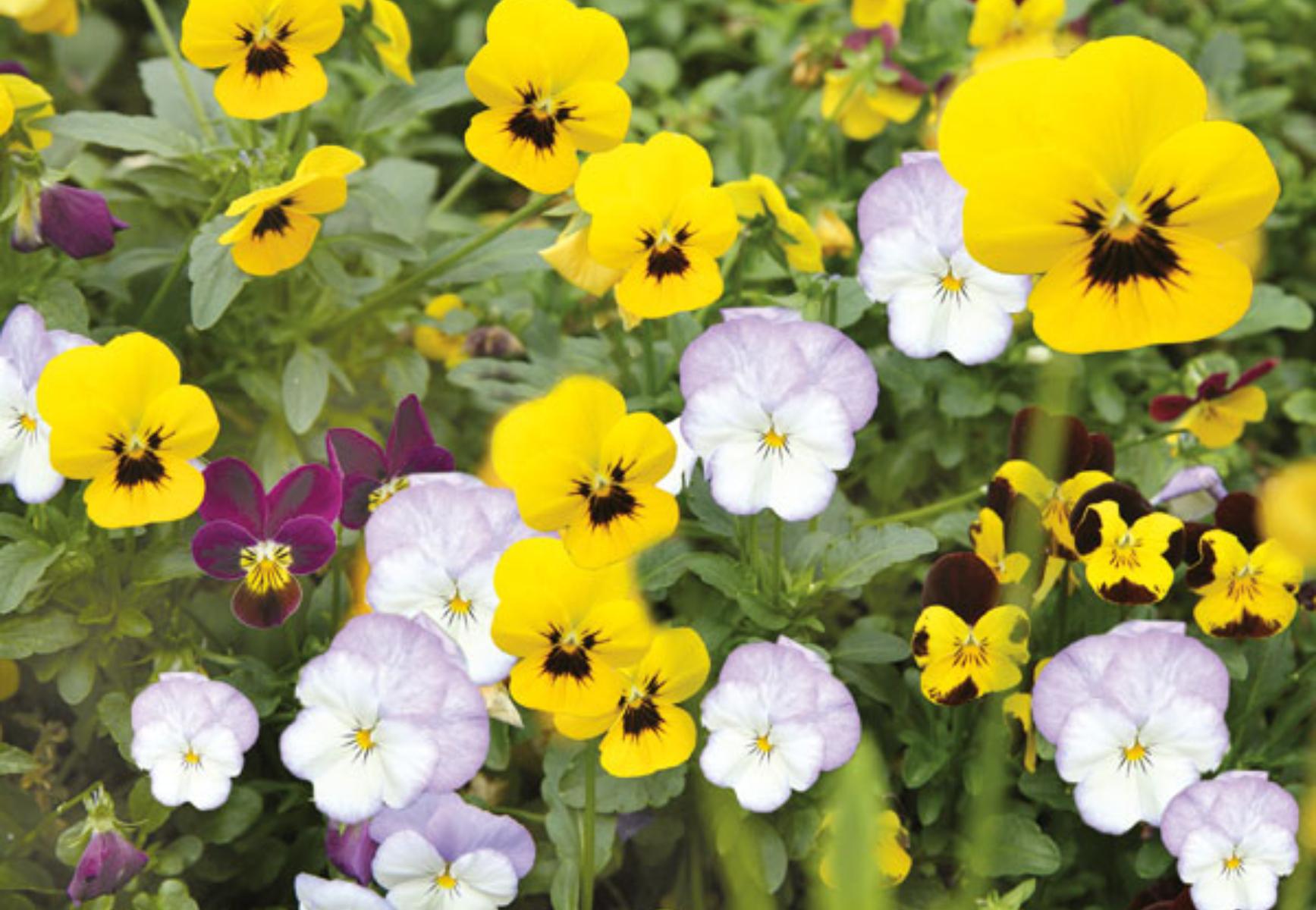 Ποια λουλούδια φυτεύουμε τον Απρίλιο