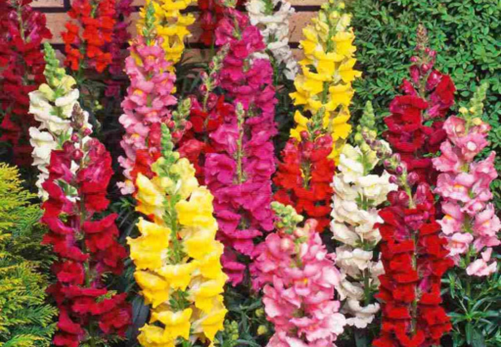 Ποια λουλούδια φυτεύουμε τον Απρίλιο