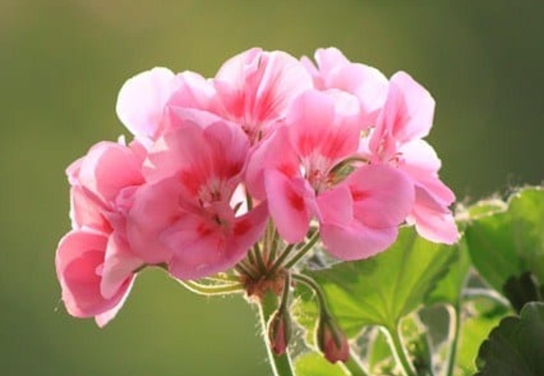 Ποια λουλούδια φυτεύουμε τον Απρίλιο