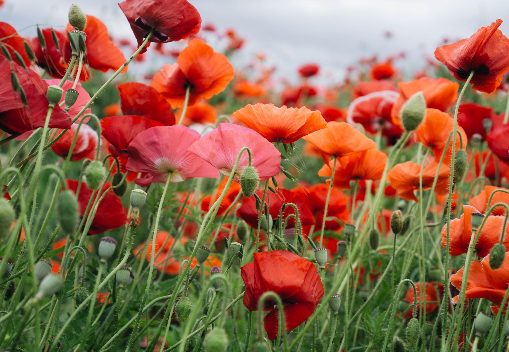 Ποια λουλούδια φυτεύουμε τον Απρίλιο
