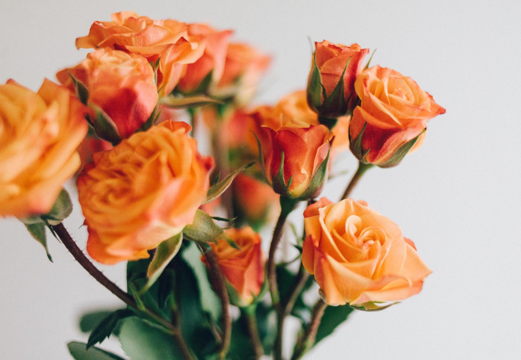 Ποια λουλούδια φυτεύουμε τον Απρίλιο