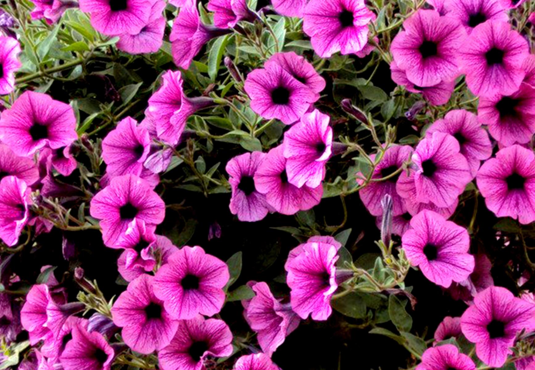 Ποια λουλούδια φυτεύουμε τον Απρίλιο