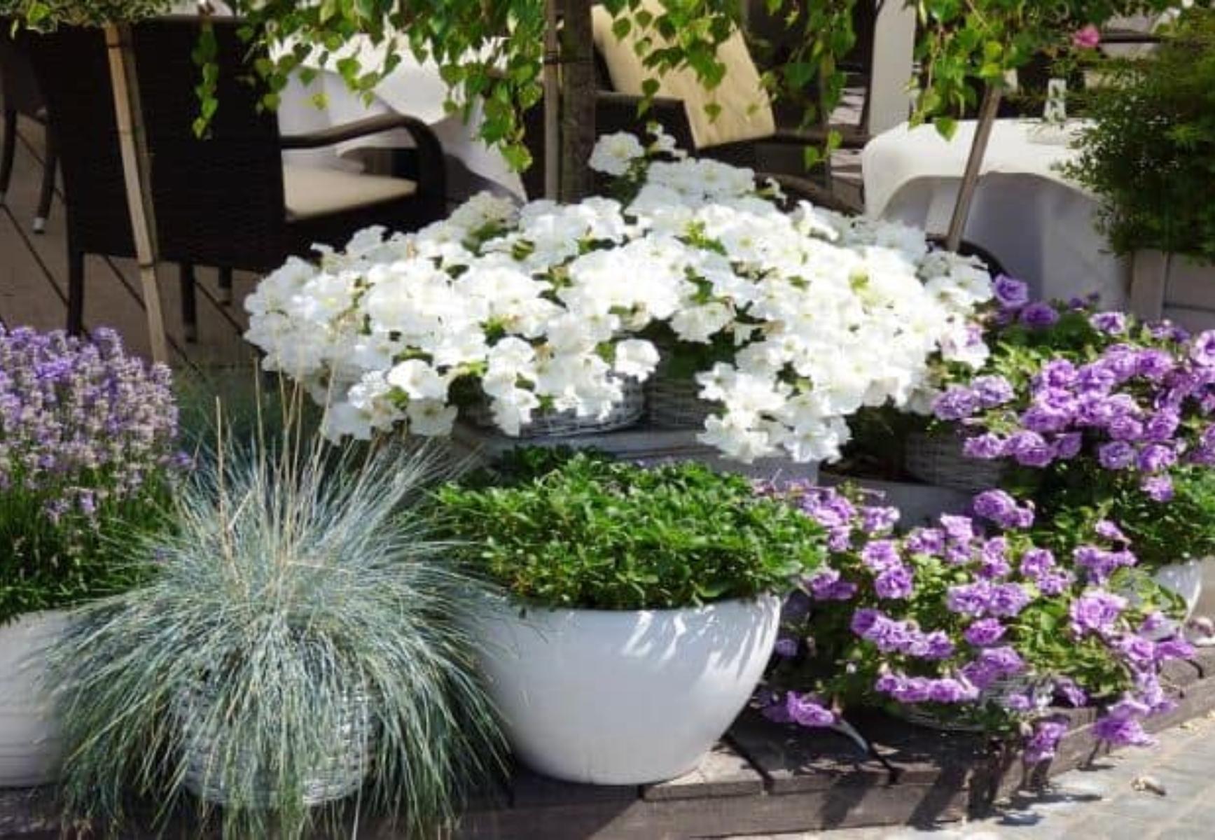 Ποια λουλούδια φυτεύουμε τον Απρίλιο