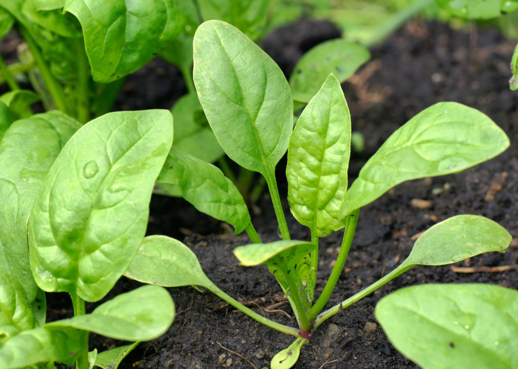 Σπανάκι: Η διατροφική αξία του και πως βοηθάει τον οργανισμό