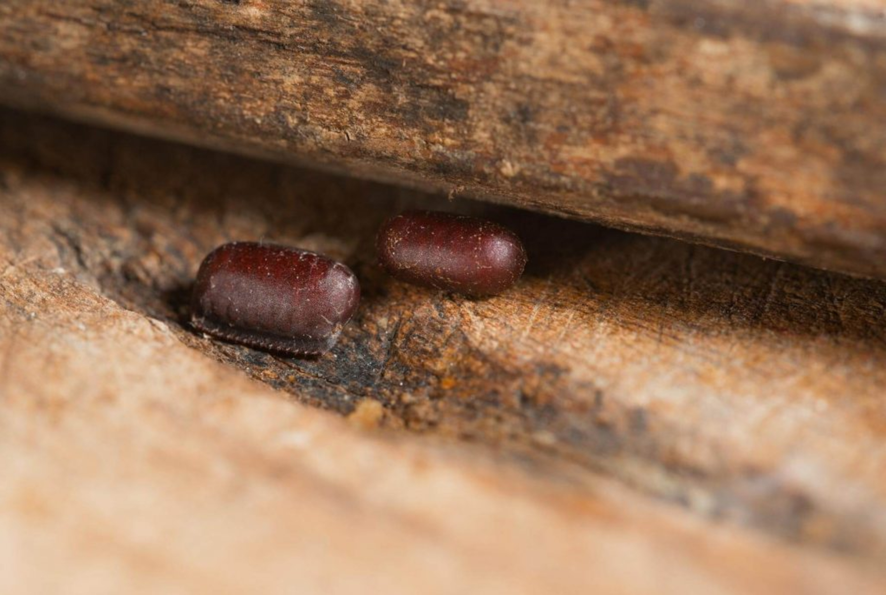 Αυγά κατσαρίδας: Απαλλαγείτε πριν γεννηθούν εκατοντάδες μέσα στο σπίτι σας