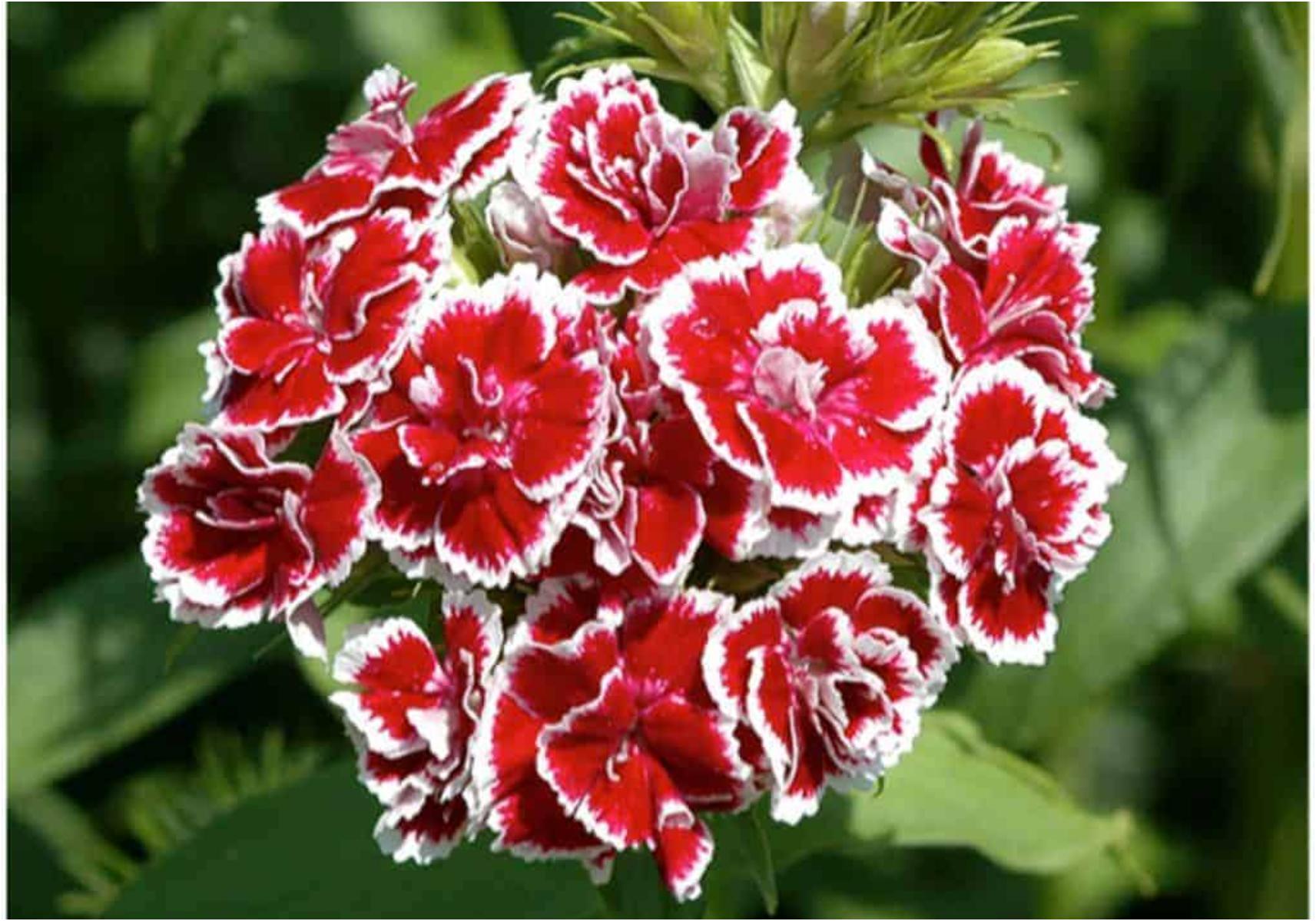 Τεστ προσωπικότητας: Ποιο είναι το γενέθλιο λουλούδι σου και τι αποκαλύπτει για την προσωπικότητά σου