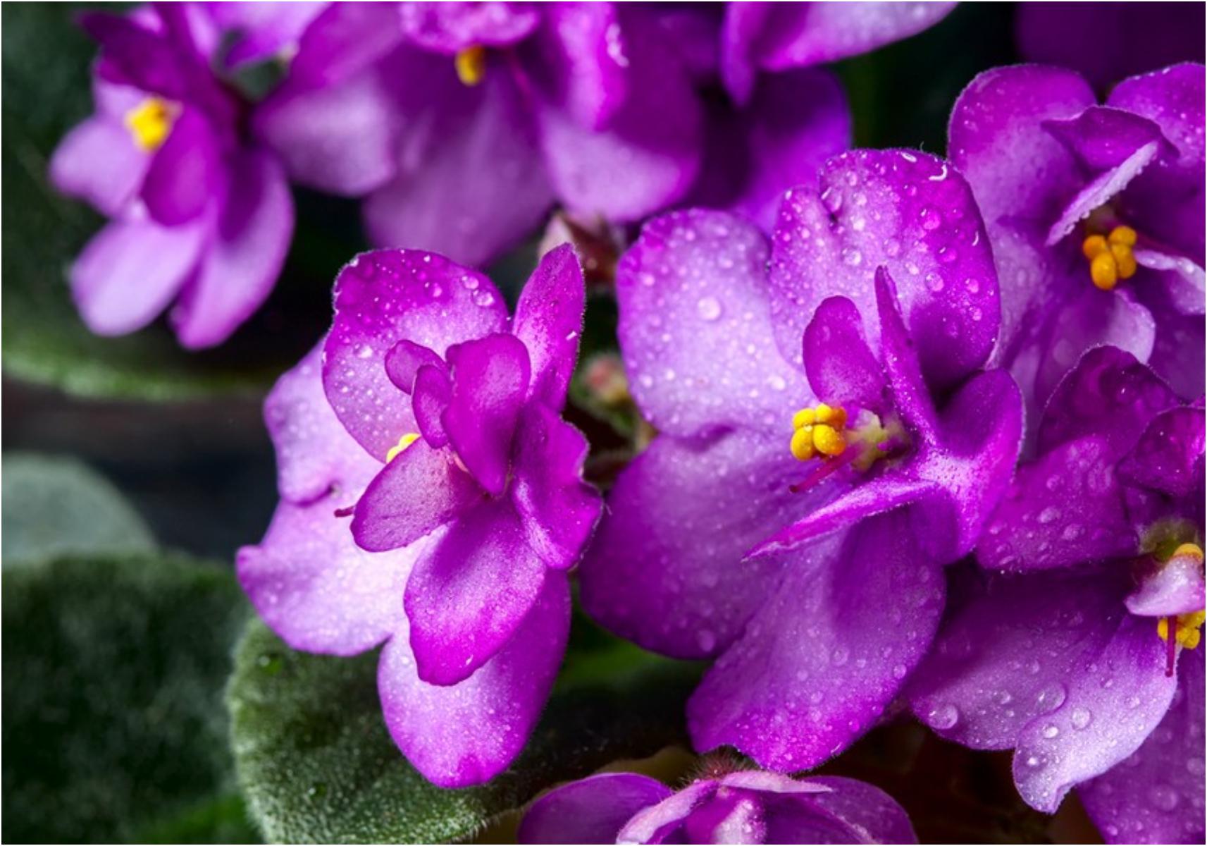 Τεστ προσωπικότητας: Ποιο είναι το γενέθλιο λουλούδι σου και τι αποκαλύπτει για την προσωπικότητά σου