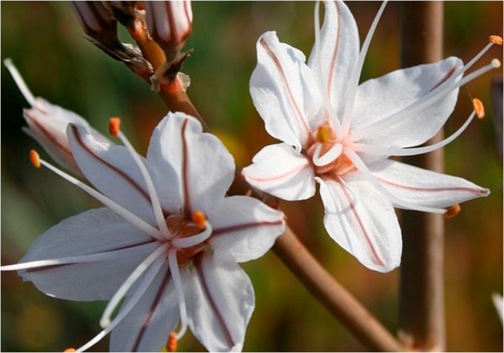 Τεστ προσωπικότητας: Ποιο είναι το γενέθλιο λουλούδι σου και τι αποκαλύπτει για την προσωπικότητά σου