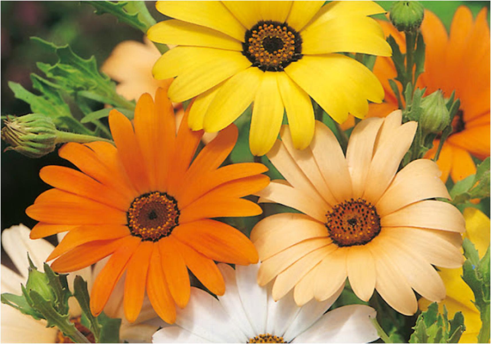 Τεστ προσωπικότητας: Ποιο είναι το γενέθλιο λουλούδι σου και τι αποκαλύπτει για την προσωπικότητά σου