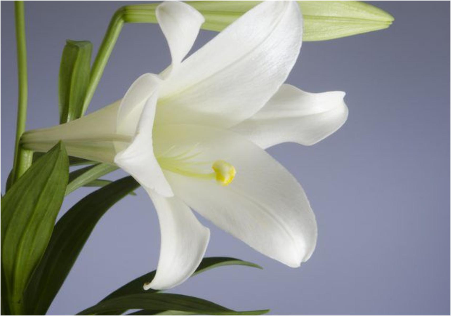 Τεστ προσωπικότητας: Ποιο είναι το γενέθλιο λουλούδι σου και τι αποκαλύπτει για την προσωπικότητά σου