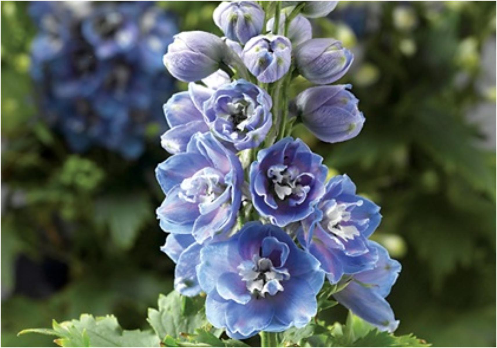 Τεστ προσωπικότητας: Ποιο είναι το γενέθλιο λουλούδι σου και τι αποκαλύπτει για την προσωπικότητά σου