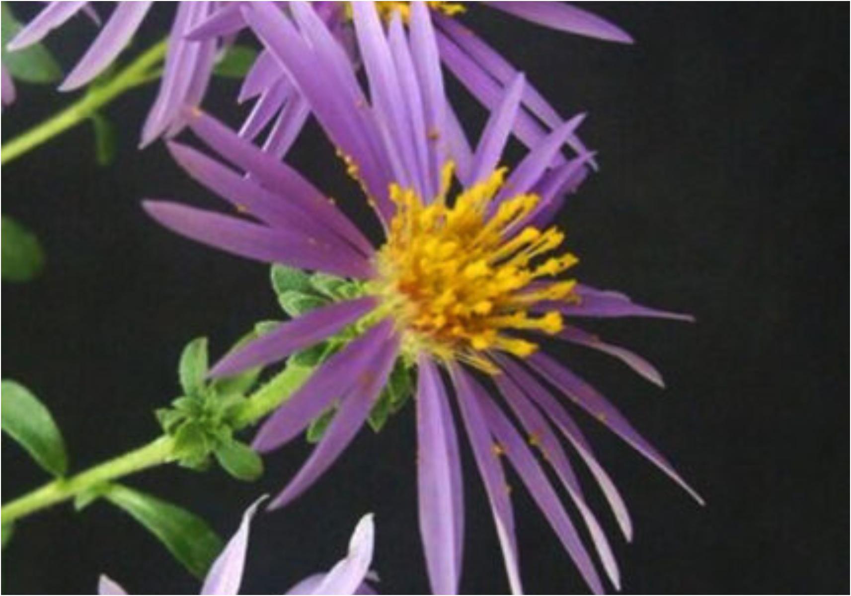 Τεστ προσωπικότητας: Ποιο είναι το γενέθλιο λουλούδι σου και τι αποκαλύπτει για την προσωπικότητά σου