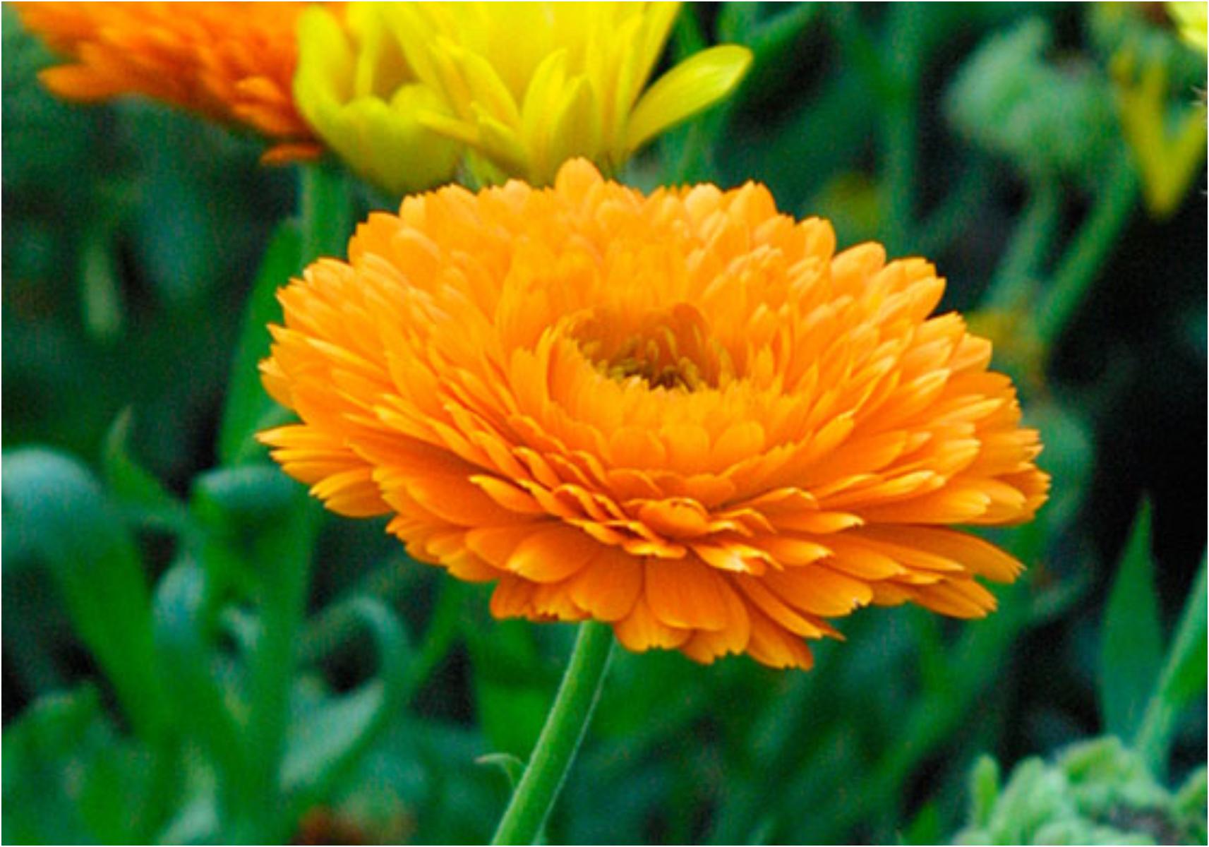 Τεστ προσωπικότητας: Ποιο είναι το γενέθλιο λουλούδι σου και τι αποκαλύπτει για την προσωπικότητά σου