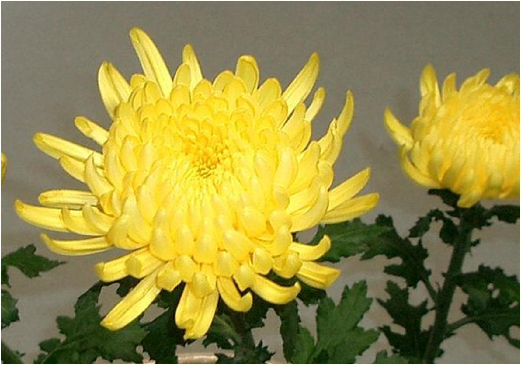 Τεστ προσωπικότητας: Ποιο είναι το γενέθλιο λουλούδι σου και τι αποκαλύπτει για την προσωπικότητά σου