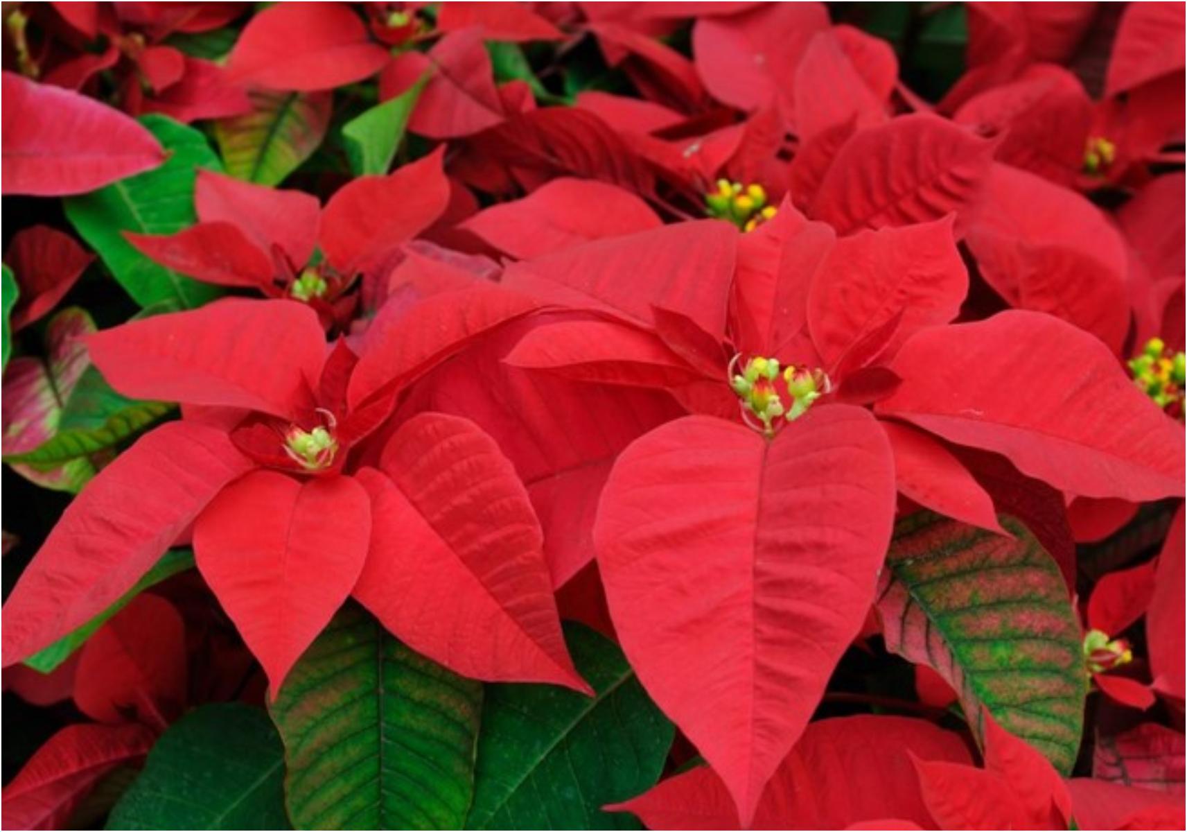 Τεστ προσωπικότητας: Ποιο είναι το γενέθλιο λουλούδι σου και τι αποκαλύπτει για την προσωπικότητά σου