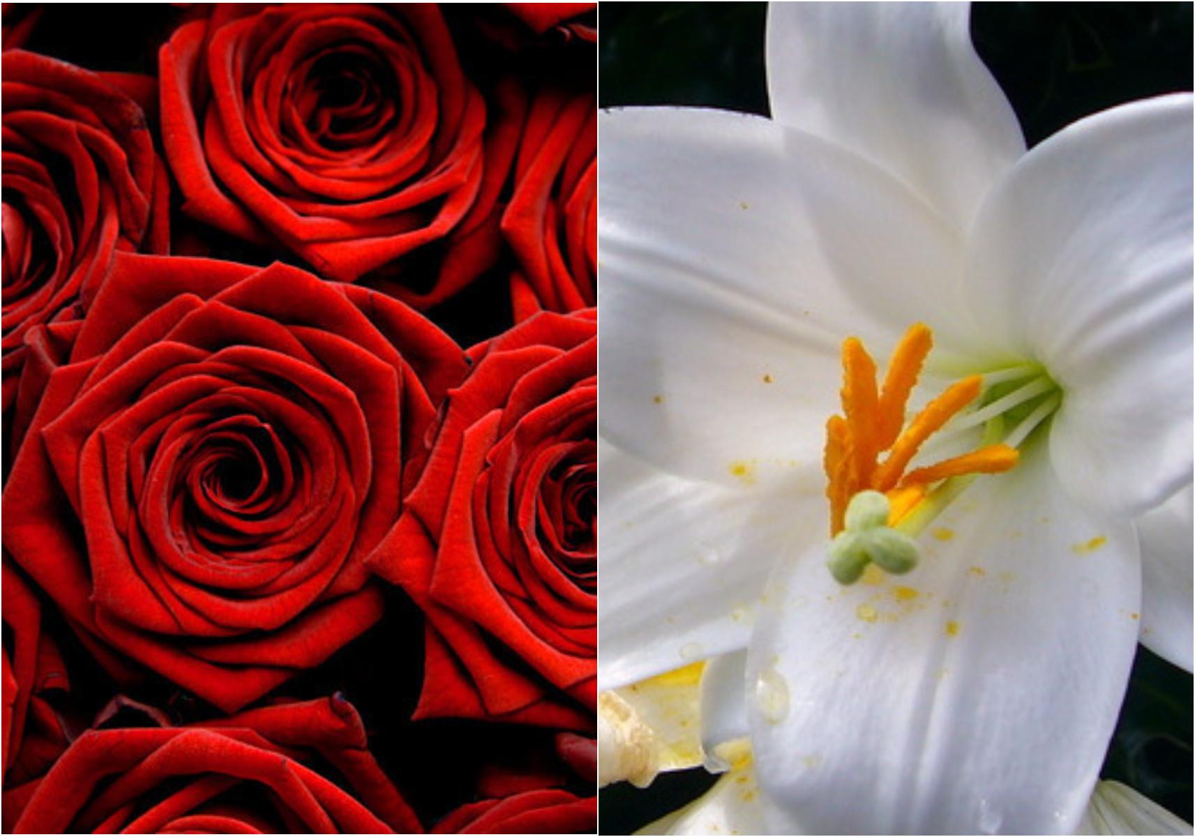 Τεστ προσωπικότητας: Ποιο είναι το γενέθλιο λουλούδι σου και τι αποκαλύπτει για την προσωπικότητά σου