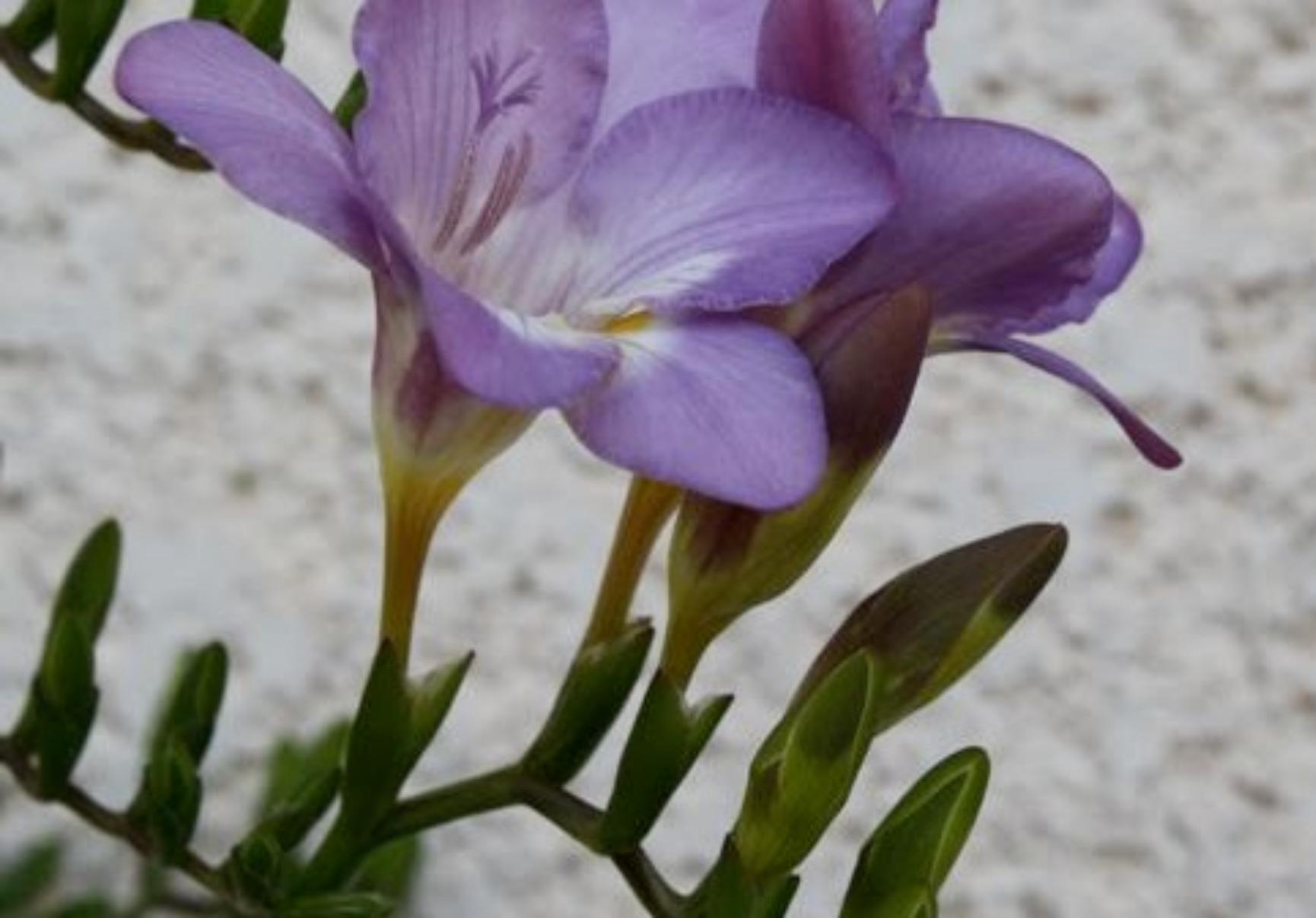 Φρέζια: Πως να τις φυτέψετε για να ομορφύνετε το μπαλκόνι σας την Άνοιξη – Όλα τα μυστικά από ειδικό