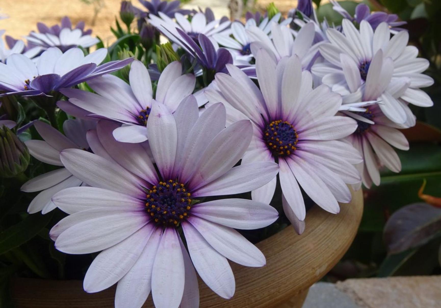 Συσσωρευμένη σκόνη λάσπες και βρωμιά στο μπαλκόνι και τα παντζούρια: Κάντε το να αστράφτει λίγο πριν το Πάσχα