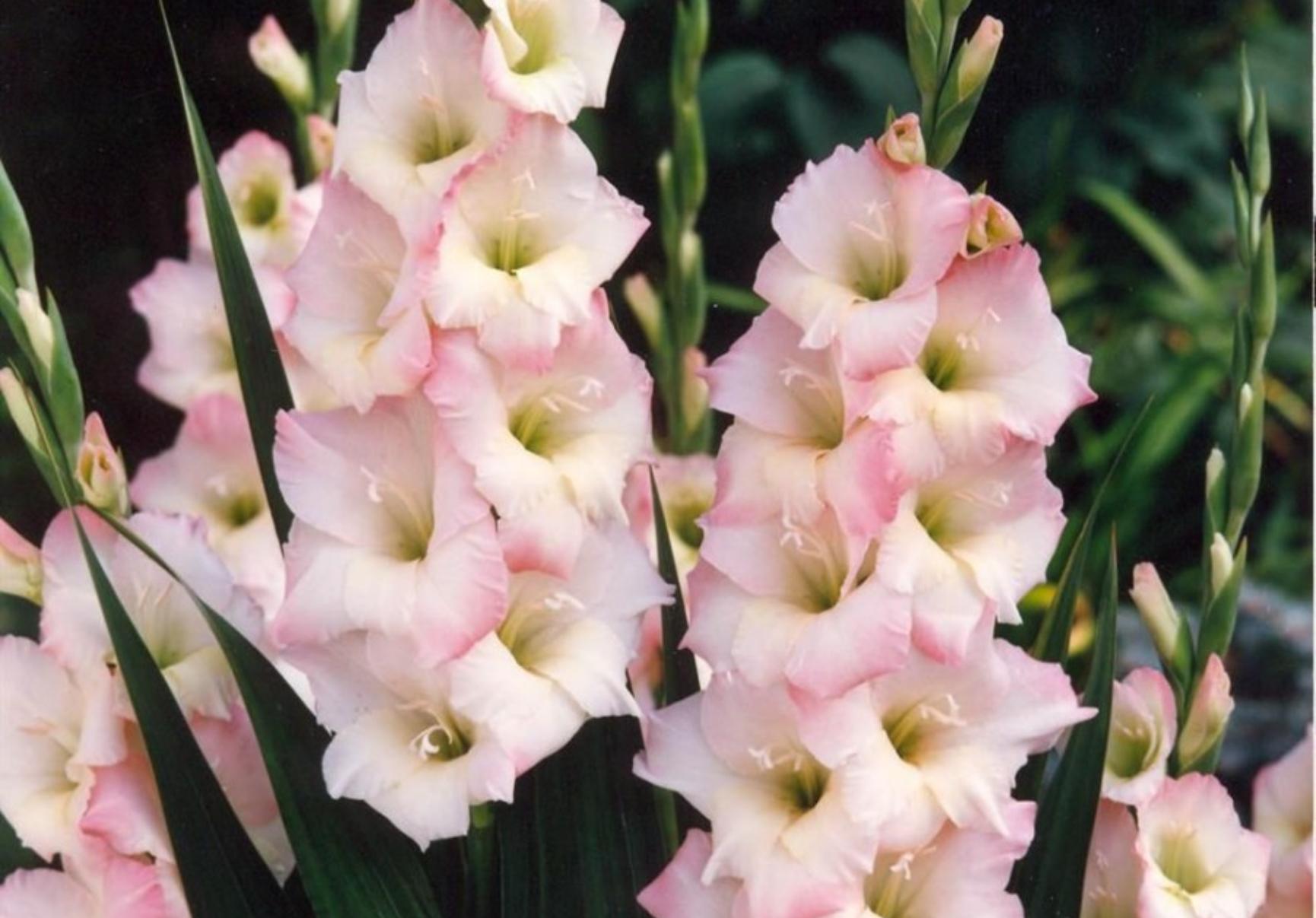 Συσσωρευμένη σκόνη λάσπες και βρωμιά στο μπαλκόνι και τα παντζούρια: Κάντε το να αστράφτει λίγο πριν το Πάσχα