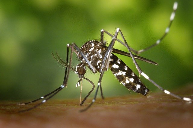 Γιατί έχουμε φέτος νωρίτερα κουνούπια :  Τι καθόρισε την έλευσή τους