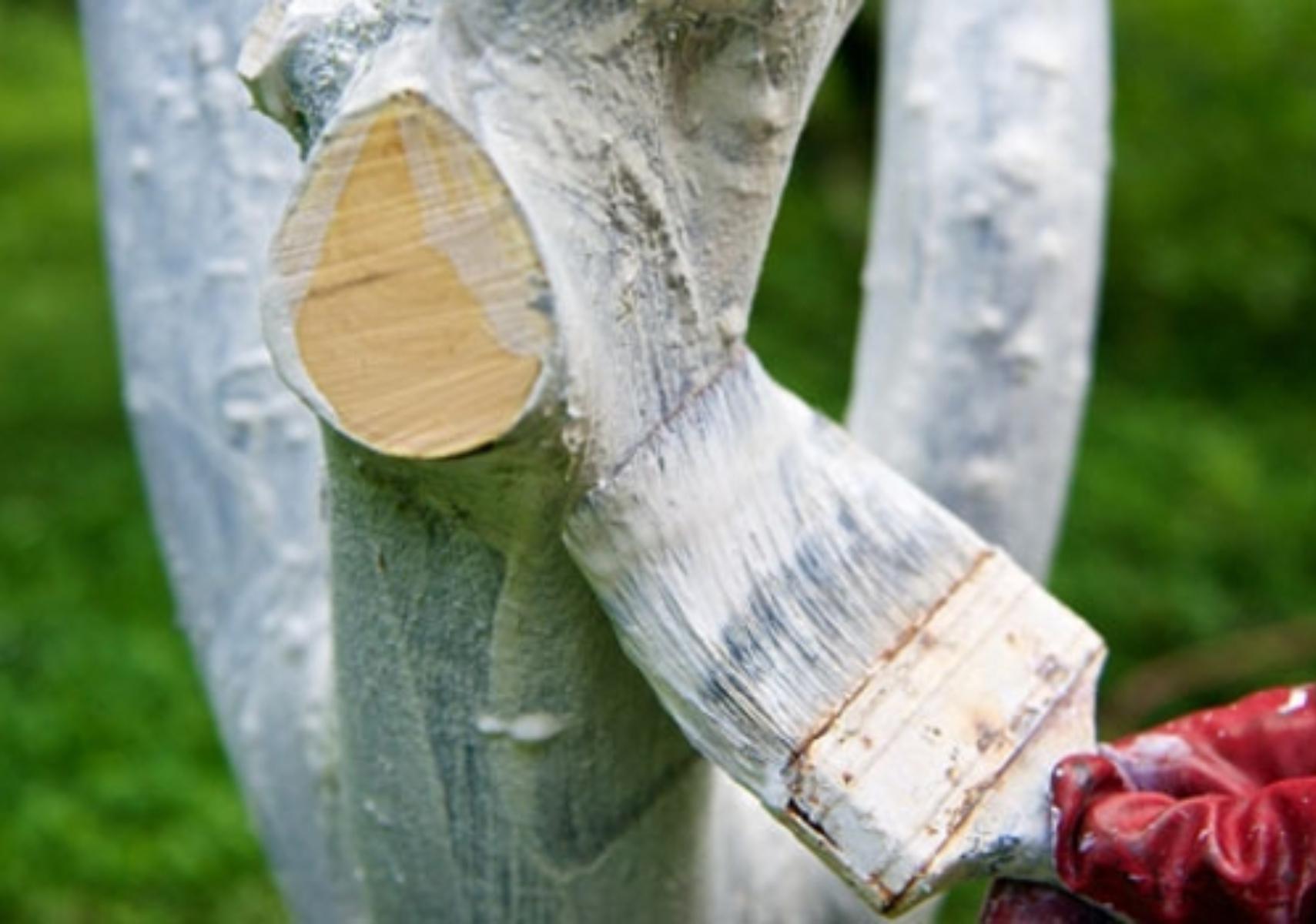 Γιατί πως και πότε ασβεστώνουμε τους κορμούς των δένδρων