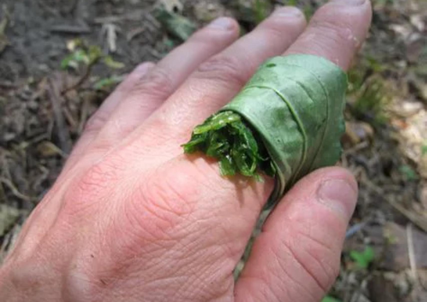 Τσίμπημα σφήκας: 10 Σπιτικοί Τρόποι για να το αντιμετωπίσετε και να ανακουφίσετε τον πόνο