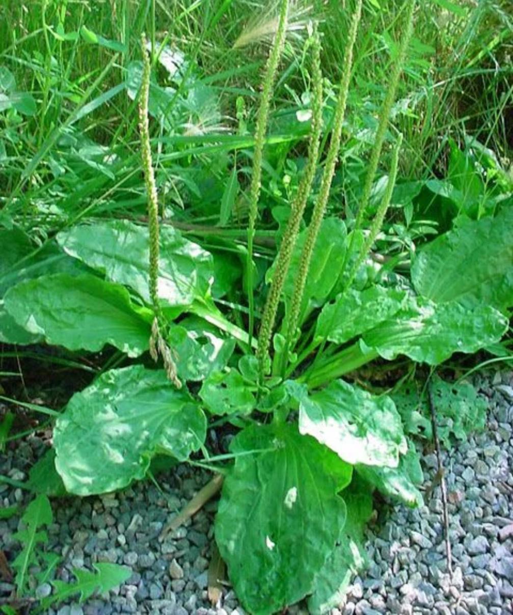 Τσίμπημα σφήκας: 10 Σπιτικοί Τρόποι για να το αντιμετωπίσετε και να ανακουφίσετε τον πόνο