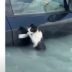 Γατάκι γραπώθηκε από χερούλι αυτοκινήτου για να σωθεί από τις πλημμύρες στο Ντουμπάϊ