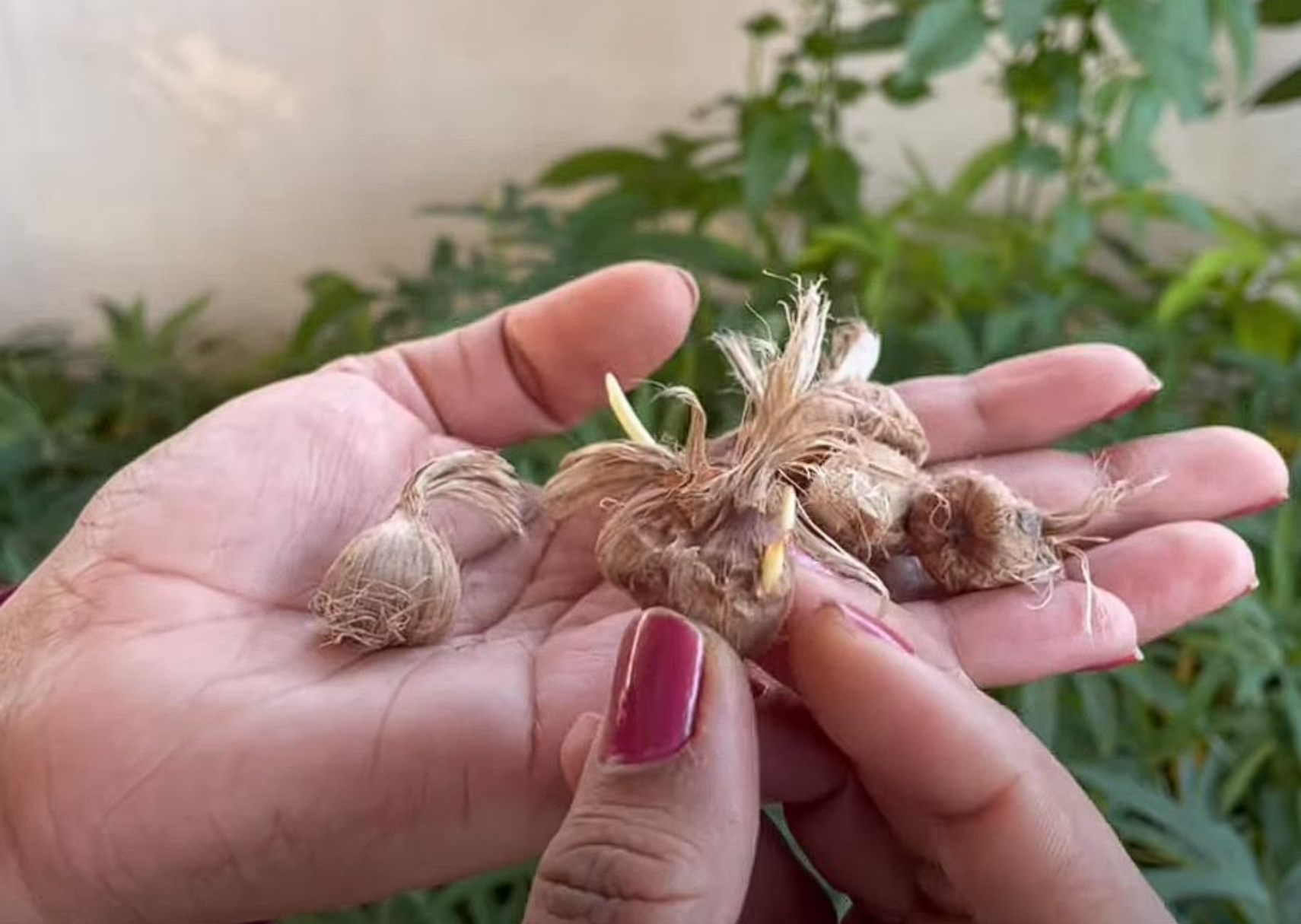 Πως να φυτέψεις σαφράν ή κρόκο Κοζάνης σε γλάστρα – Οι θεραπευτικές ιδιότητες