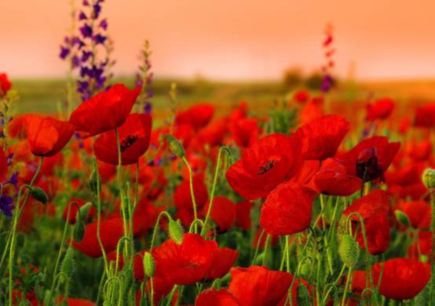 Πρωτομαγιά: Τα έθιμα μιας γιορτής που έχει τις ρίζες της στην αρχαιότητα και η ιστορία που κρύβει το μαγιάτικο στεφάνι