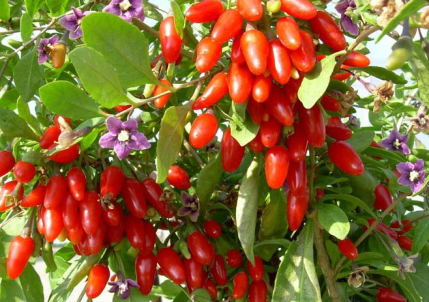 Goji berry: Η διατροφική αξία του και πως βοηθάει τον οργανισμό ΔΕΝ ΕΙΝΑΙ ΕΤΟΙΜΟ