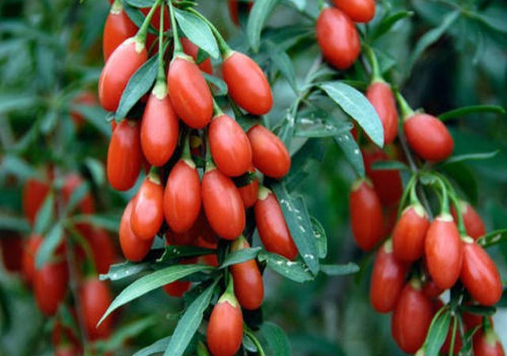 Goji berry: Η διατροφική αξία του και πως βοηθάει τον οργανισμό