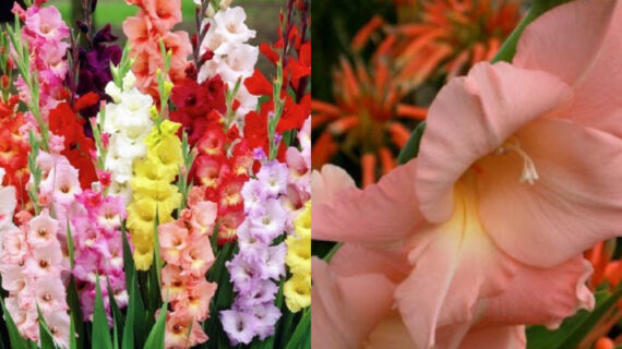 Γλαδιόλα : Tο υπέροχο λουλούδι που φυτεύουμε το Πάσχα 