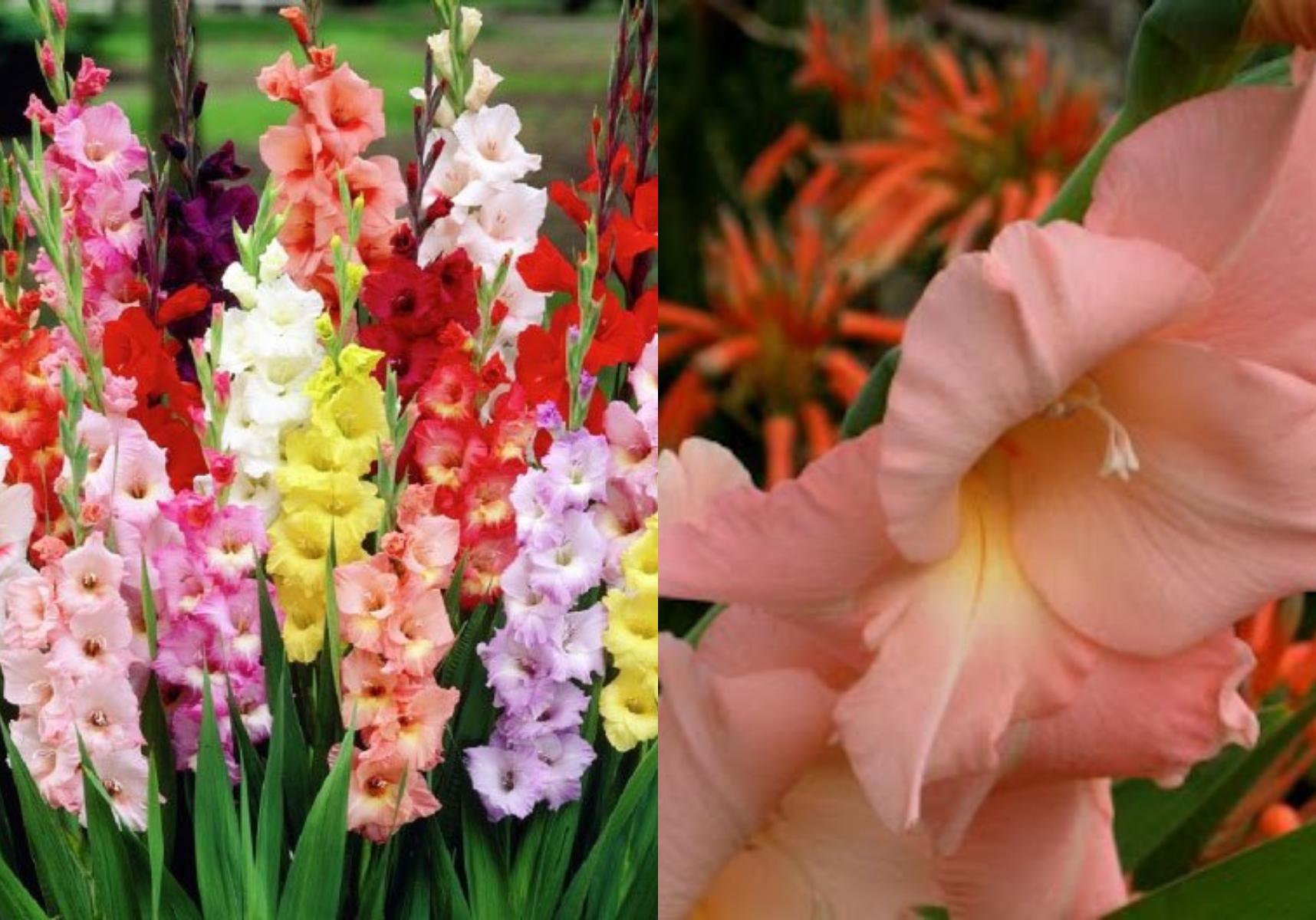 Γλαδιόλα το υπέροχο λουλούδι που φυτεύουμε το Πάσχα 