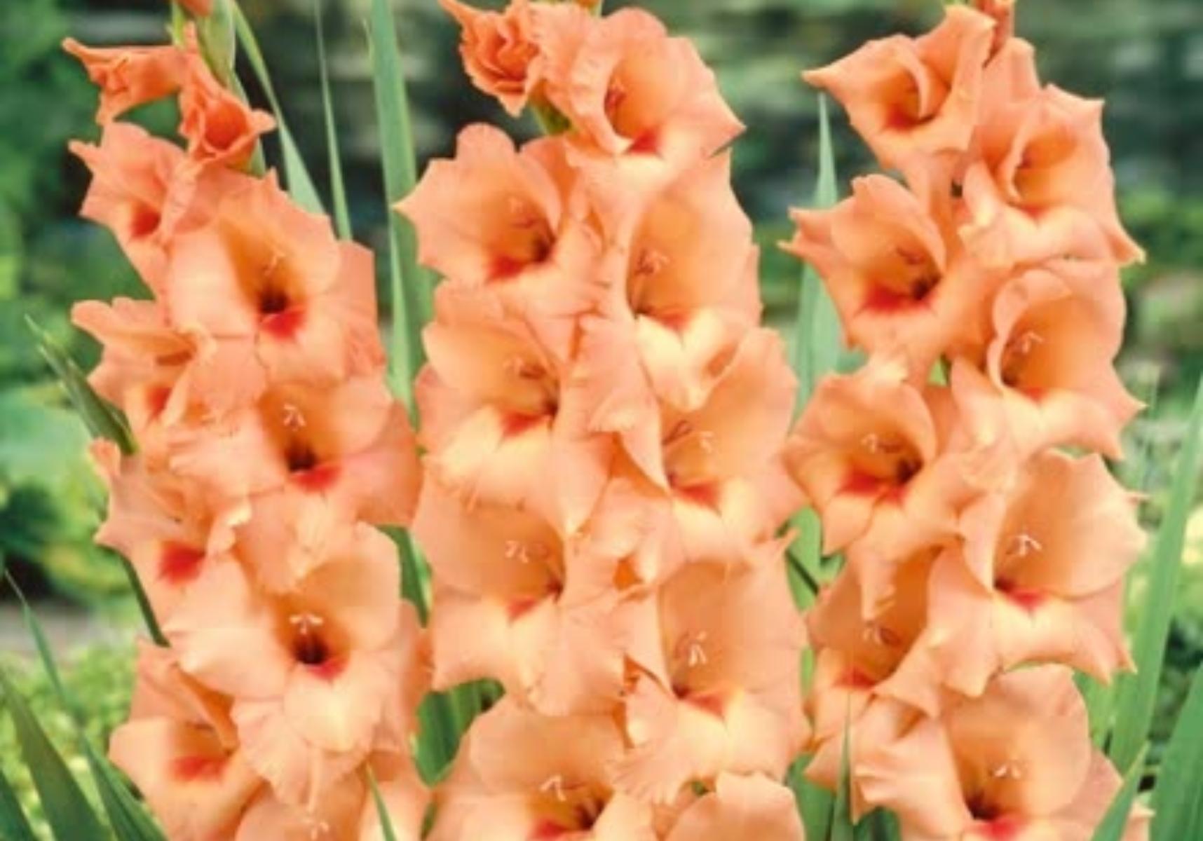 Γλαδιόλα το υπέροχο λουλούδι που φυτεύουμε το Πάσχα 